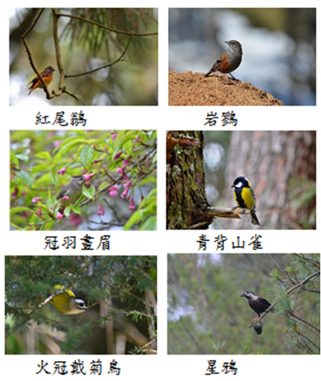 鳥類生態照片