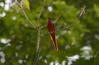 灰喉山椒鳥（雄鳥）