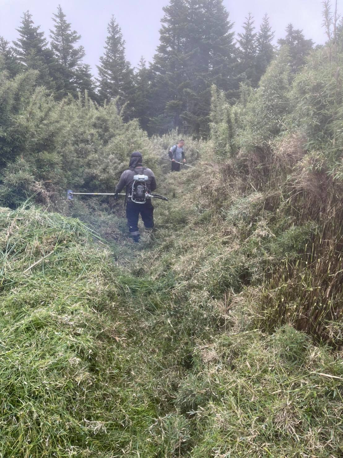 高山協作員於桃山步道進行砍草作業照