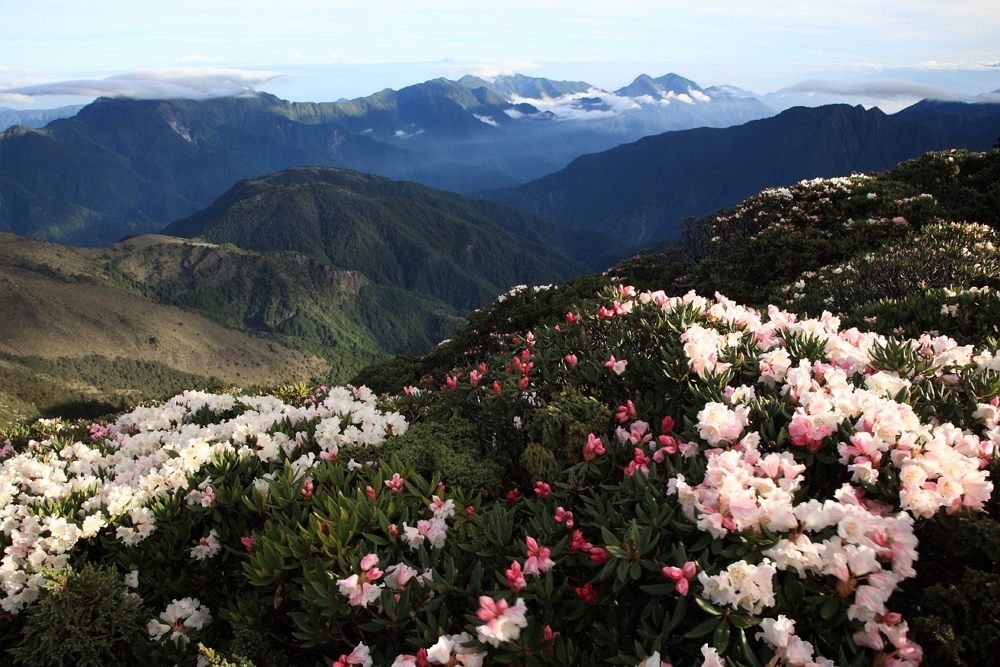 玉山杜鵑即將於玉山園區盛開/玉管處提供