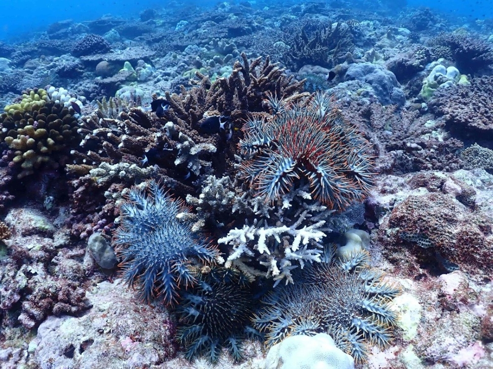 棘冠海星聚集於珊瑚上啃食。/雪管處提供