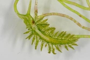 The red marking on the anterior end of the pericardial prominence / Photo by Yen-min Huang