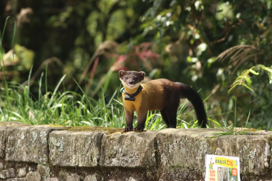 The Formosan yellow-throated marten 