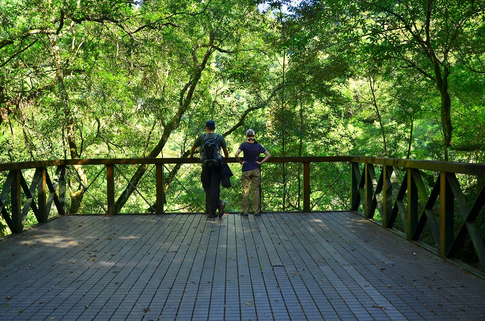 白楊步道開放至第一館景平臺(太管處資料照片)