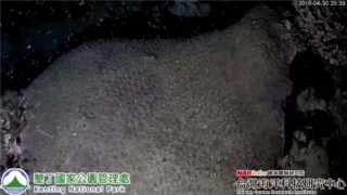 珊瑚產卵線上直播影像截圖，圖為4月30日拍攝，珊瑚尚未產卵