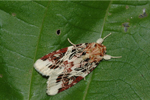 Spodoptera picta (彩灰翅夜蛾)