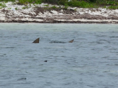 Most recorded sharks are young and under the age of three, leading to preliminary speculations that lemon sharks tend to swim to deeper waters after reaching the age of three
