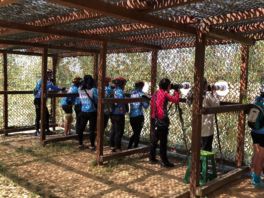 Watch the chestnut-throated bee-eater nest