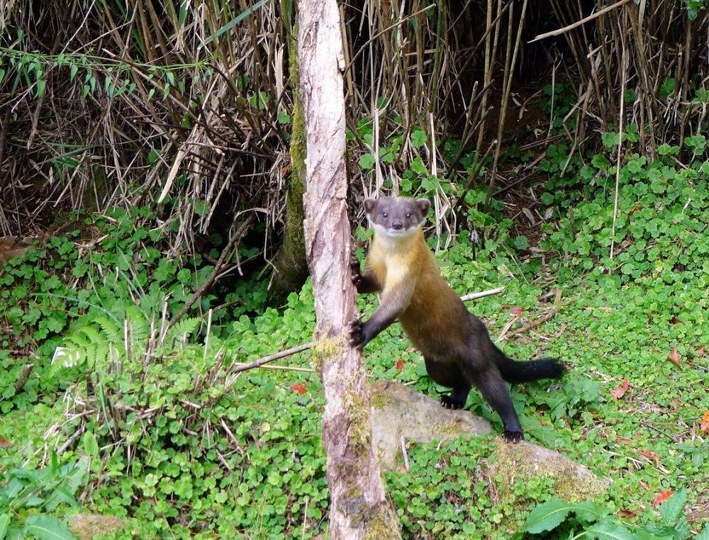 不隨意丟棄垃圾、減少園區野生動物受人類遊憩行為干擾,許給野生動物自然無塑的棲息環境