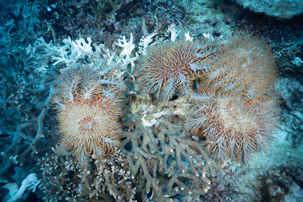 正在啃食珊瑚的棘冠海星(照片來源:蘇淮提供)