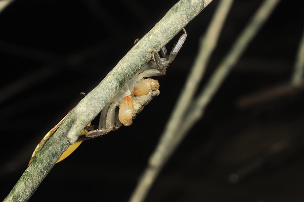 Front of Parasesarma macaco，Photographer:Li Zheng-yu