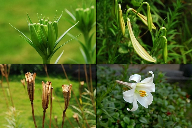 Shei-Pa National ParkWenshui Area's Wild Lily Movement  