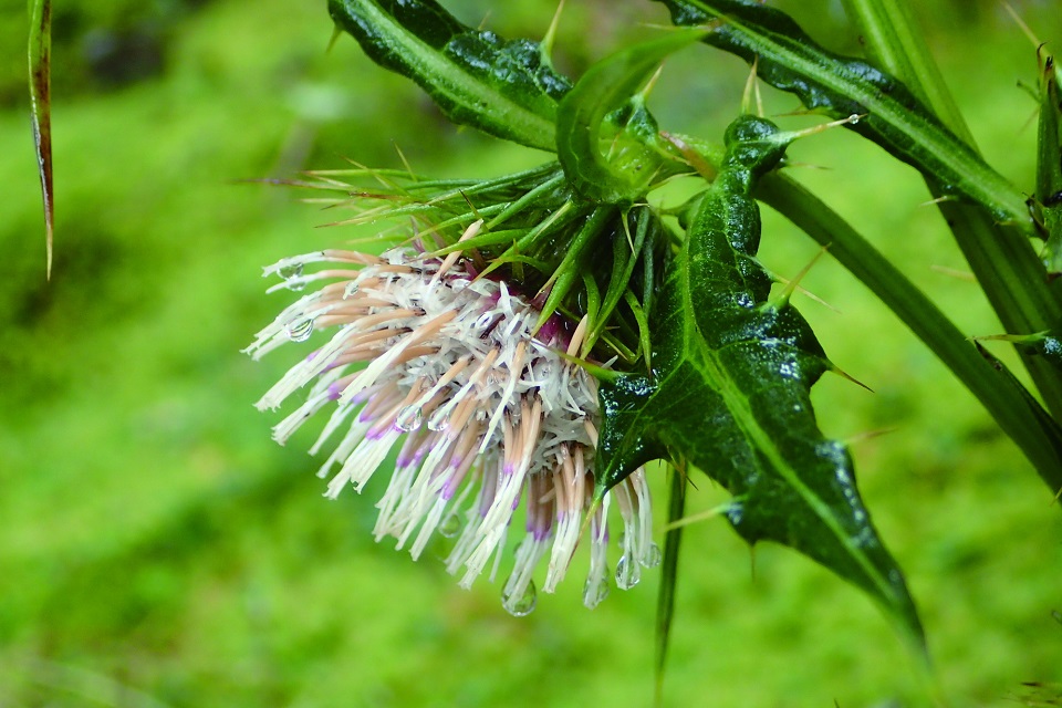 植到玉見你新書-玉山薊-花(張之毅拍攝)