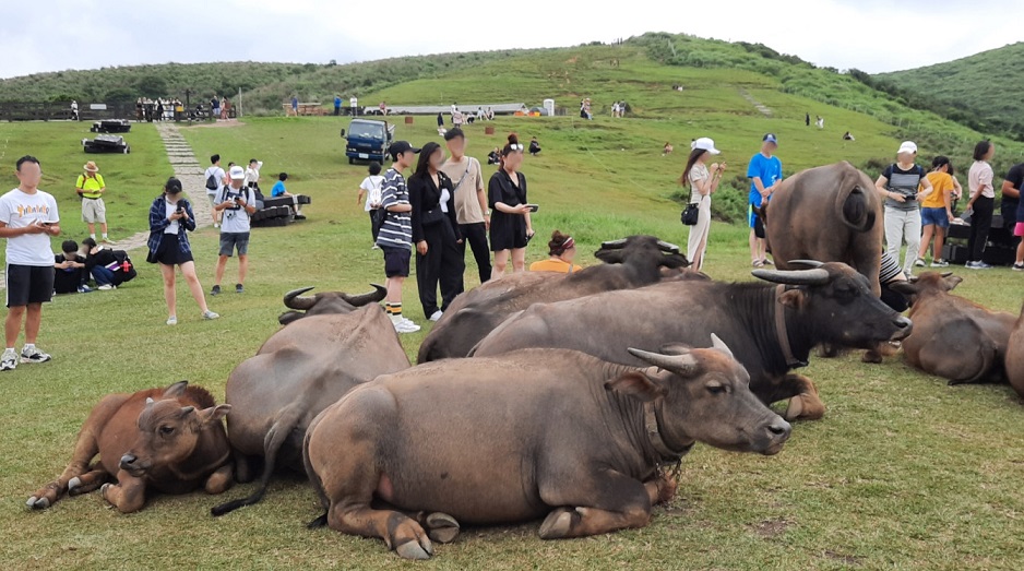Maintain a New Harmony Between People and Water Buffaloes Please Do Not Disturb the Feral Water Buffaloes