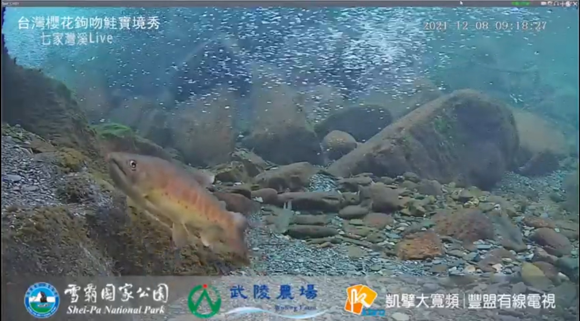 鮭魚水下實境秀