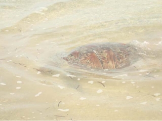 海龜返回大海照片