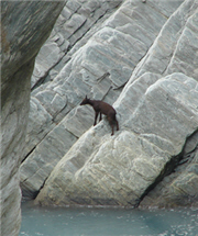 The Formosan serow stuck on the steep bank
