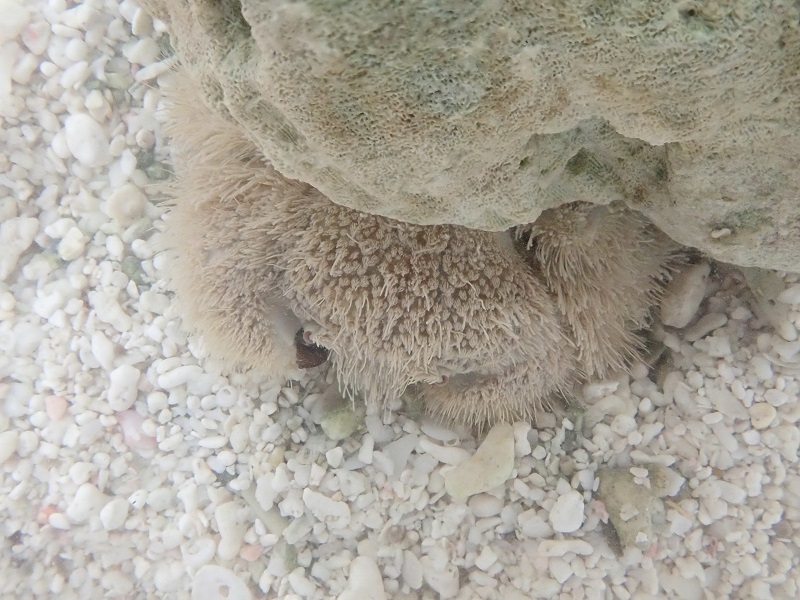 Pilumnus vespertilio