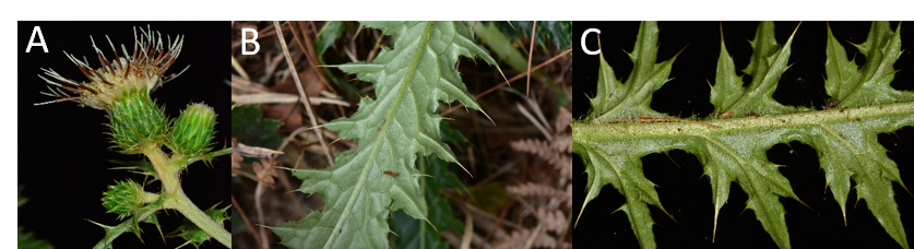 阿里山薊(A)花序直立，花冠裂片反卷。(B、C)阿里山薊葉背無明顯被毛。張之毅 攝影