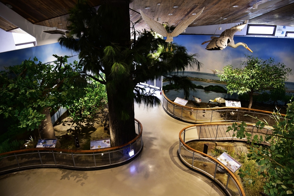 放大的濕地生態系展區/台管處提供