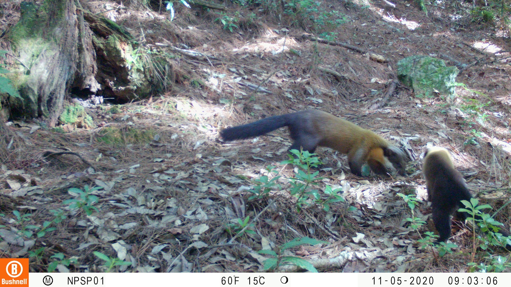 The Wind from the Snowy Mountains: Shei-Pa 2020 Conservation Research Results