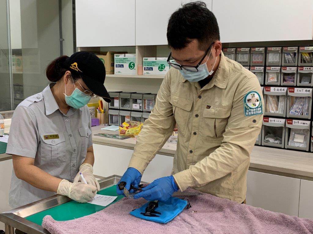 進行傷鳥形質測量及紀錄