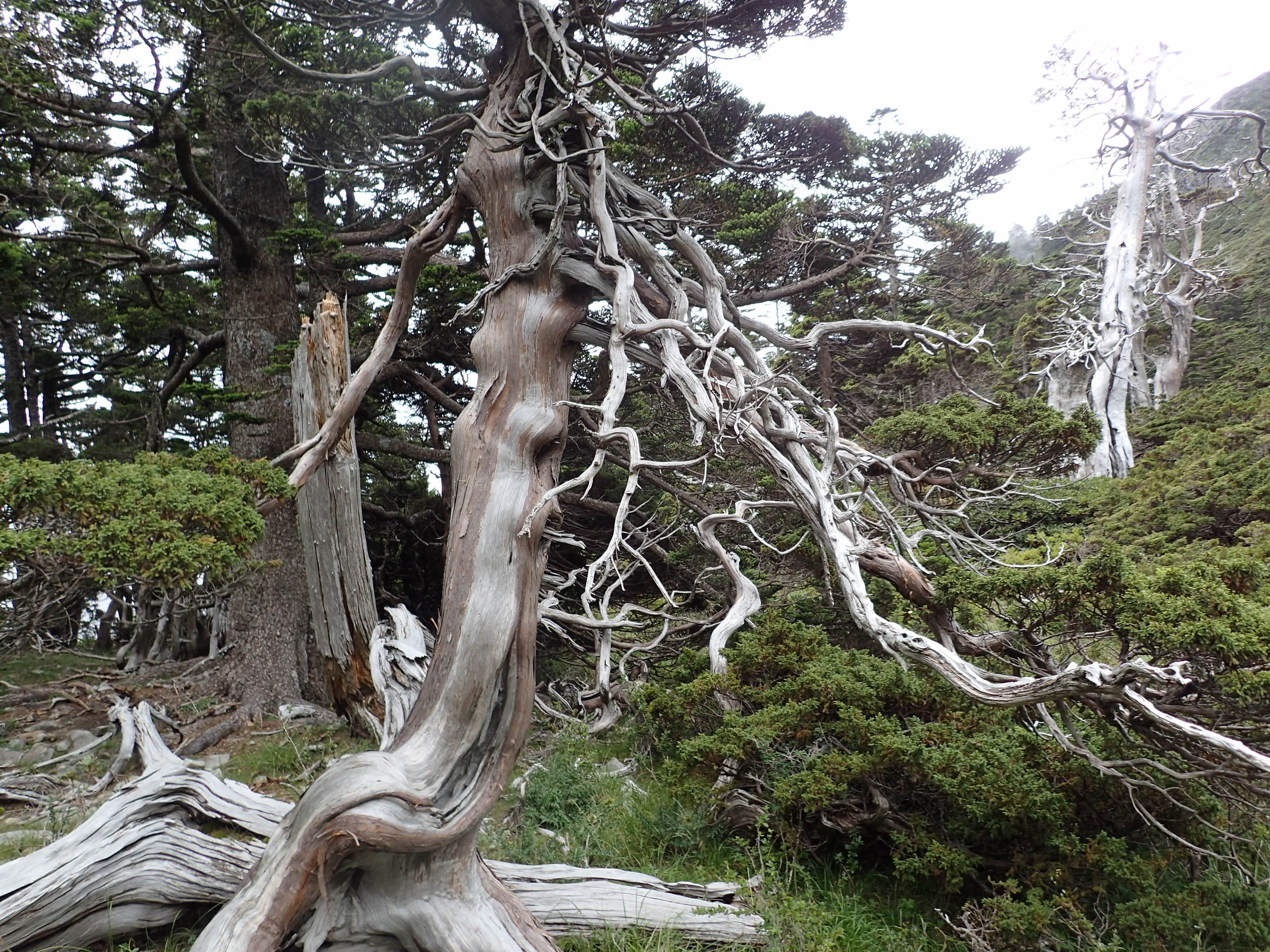 雪山圈谷中樹型特殊之玉山圓柏(雪霸處胡景程攝)