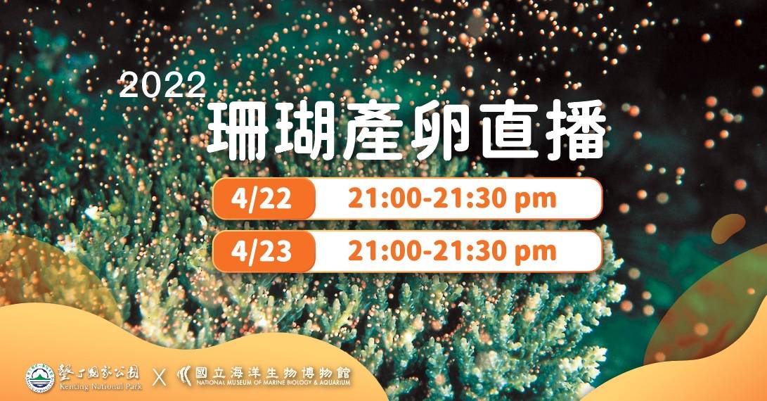 珊瑚產卵直播(國立海洋生物博物館提供)