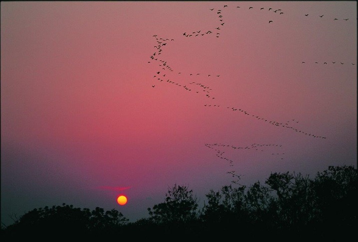 Cormorant in the sunset