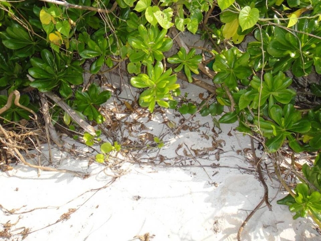 Loss of positioning post on October 13 due to erosion of the beach sands by typhoon.
